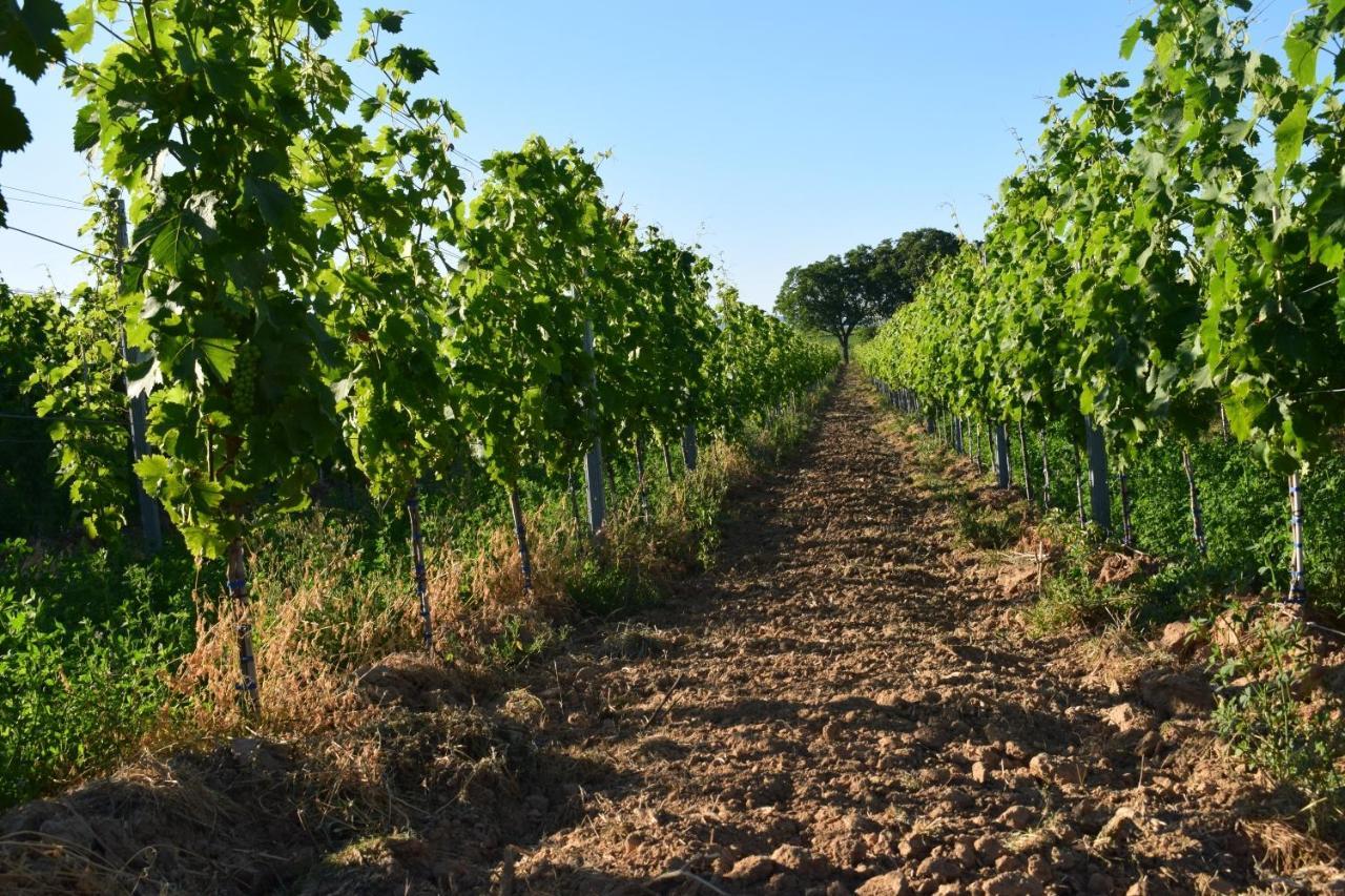 Ferienhaus & Weingut Am Steingebiss Billigheim-Ingenheim 外观 照片