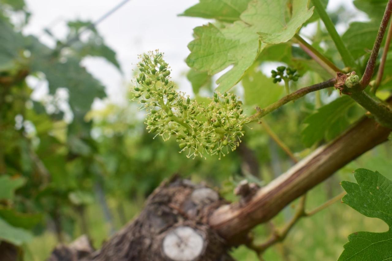 Ferienhaus & Weingut Am Steingebiss Billigheim-Ingenheim 外观 照片