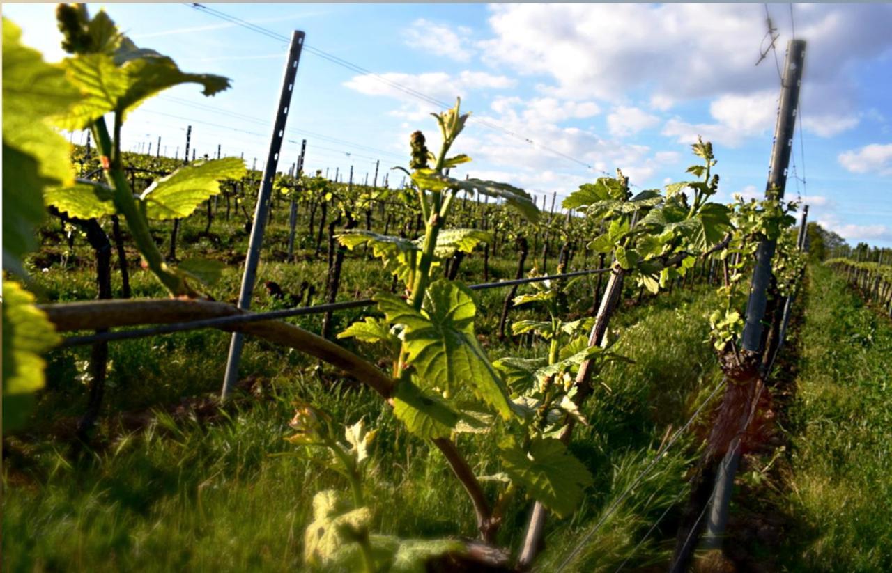 Ferienhaus & Weingut Am Steingebiss Billigheim-Ingenheim 外观 照片